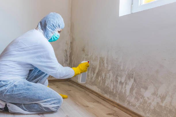 Licensed Mold Remediation service in Springs, PA - WQB Mold Removal